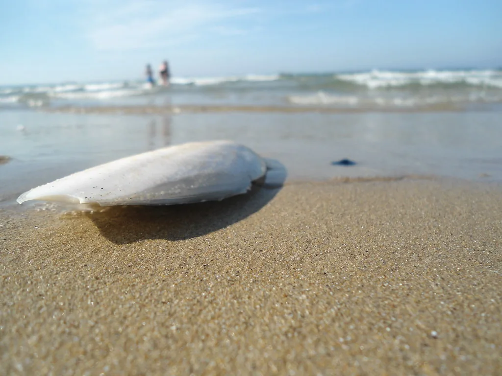 Strand von San Salvo Marina